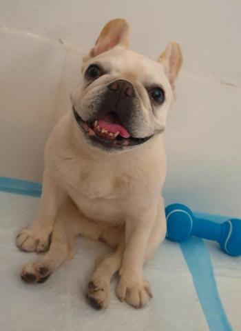 M麻-寵物到府服務 - 