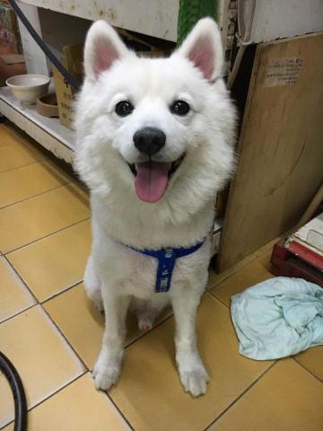 Nicole - 養過的一隻狐狸夠