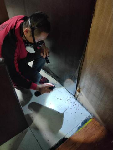 討唐除蟲 - 德國蟑螂