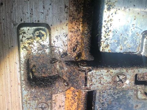 討唐除蟲 - 德國蟑螂