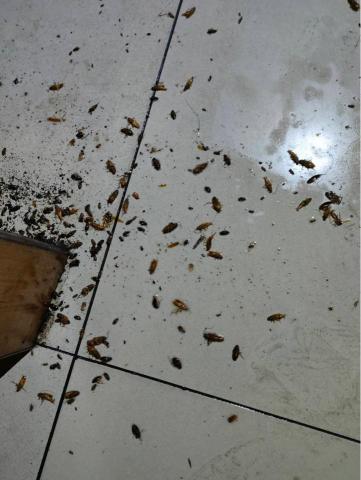 討唐除蟲 - 德國蟑螂