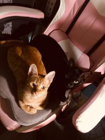 mijo米酒 - 黑貓橘貓打架誰會贏