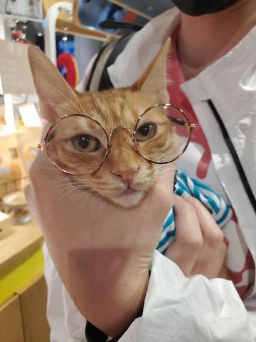 mijo米酒 - 戴眼鏡有沒有比較文青?