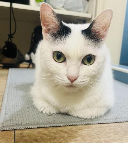 jia hsing chung  - 10歲的老貓
