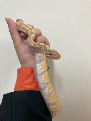 瓏畯科學教室 - 爬蟲認識