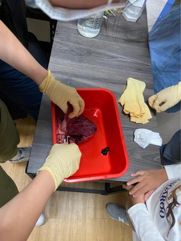 瓏畯科學教室 - 心臟解剖