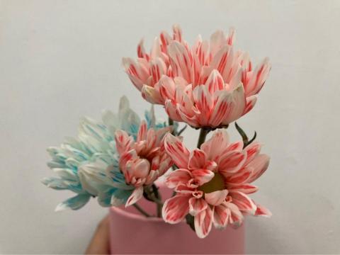 瓏畯科學教室 - 蒸散作用-維管束染色