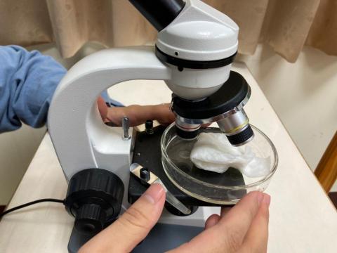 瓏畯科學教室 - 複式顯微鏡觀察魚尾鰭的血液流向
（魚包在紙巾裡面維持濕潤）