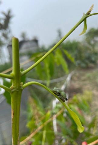 Carina買佩馨 - 我有保護色