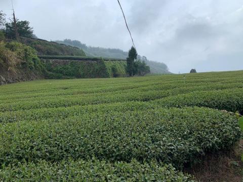 Carina買佩馨 - 茶園