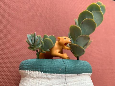 Carina買佩馨 - 獨當一面的獅子