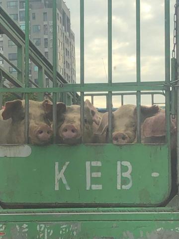 🔆 清潔小幫手 🔆 - 給你門抗抗路上可愛的豬豬?