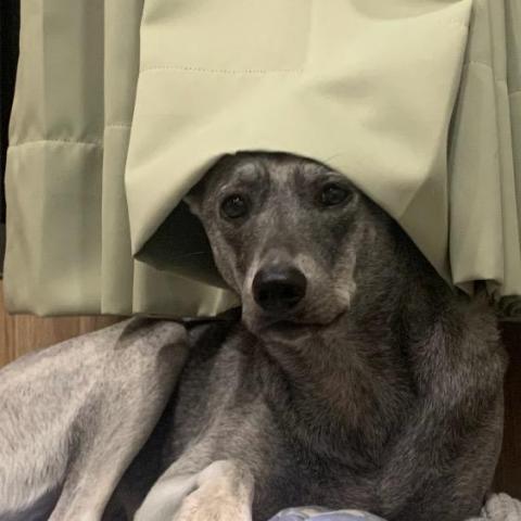 提供潤稿服務的專家邱思婷