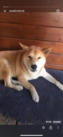 點亮您的家的柴柴師傅 - 柴柴師傅年輕時裝可愛還很瘦的時候