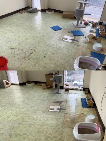 居家清潔 - 貓咪房間清潔