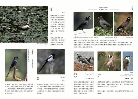 李迎華 - 由我編製的浮洲濕地手冊局部內容