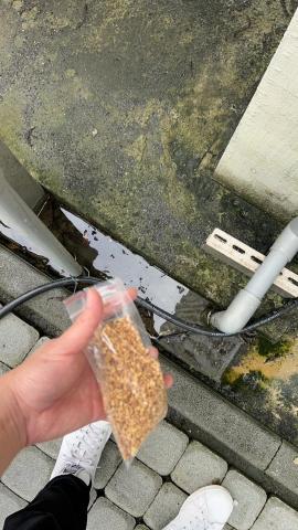 桃唐專業驅蟲企業社 - 蚊蟲防治:大範圍進行 特殊環境用藥噴灑  防治蚊蟲
在使用生長調節劑 防止蚊子幼蟲孑孓生長 