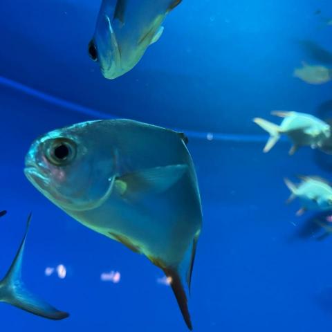 提供同步口譯服務的專家芝逸