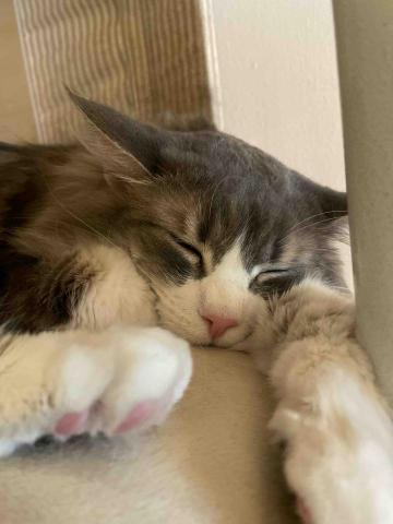 提供大金服務的專家劉美君