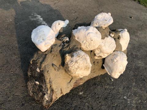 許焯惟 -  許焯惟 -