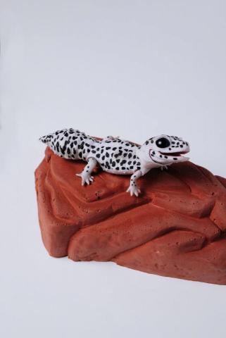 Pei Hong - 商品攝影|模型玩具 Pei Hong - 商品攝影|模型玩具