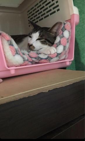 郁青寵物居家服務 - 