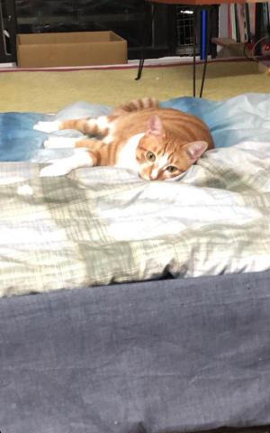 郁青寵物居家服務 - 