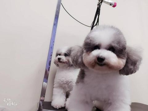 張小庭 - 寵物洗澡美容，狗狗超開心！?