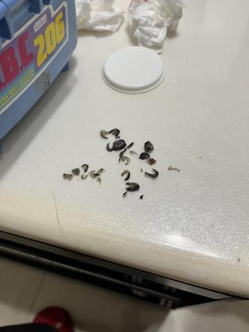 雪寶&那些教狗的事 - 剪指甲減敏小成果