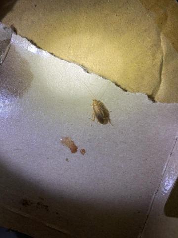 居寧專業除蟲 - 德國蟑螂