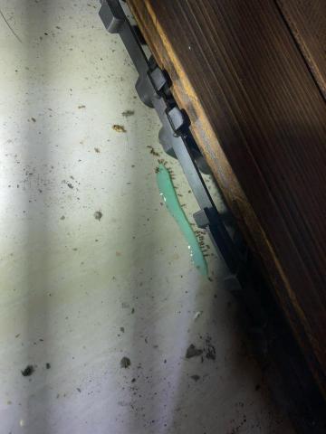 居寧專業除蟲 - 螞蟻防治工程