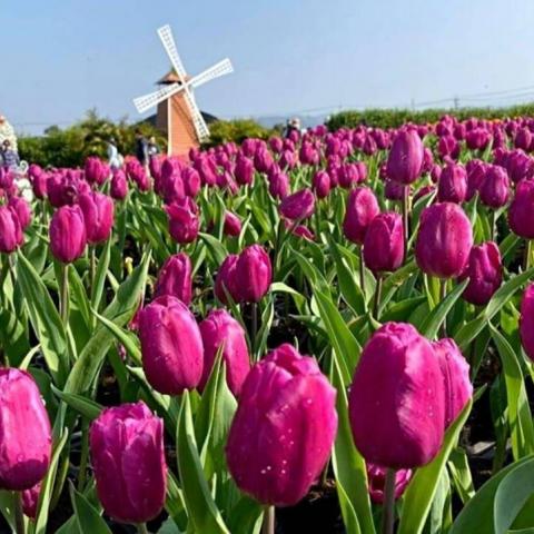 提供割草機零件服務的專家林語絜