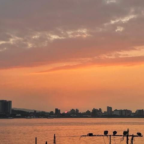 提供215服務的專家陳思伃