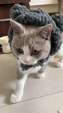 提供高中物理服務的專家鄒忠穎