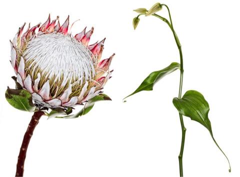 Ming N 吳錦明 -  Ming N 吳錦明 -