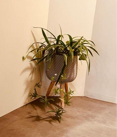 柔伊健康美學spa - 