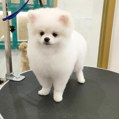 提供寵物美容丙級服務的專家黃米蒂