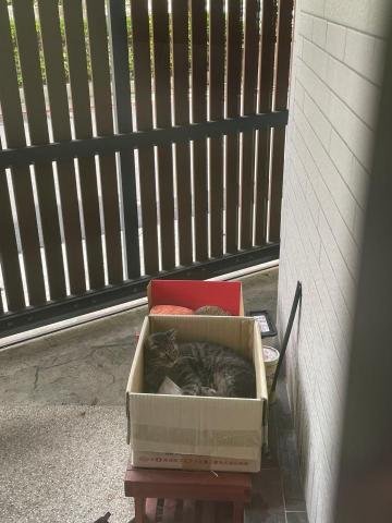 楊 - 車庫餵養的流浪貓