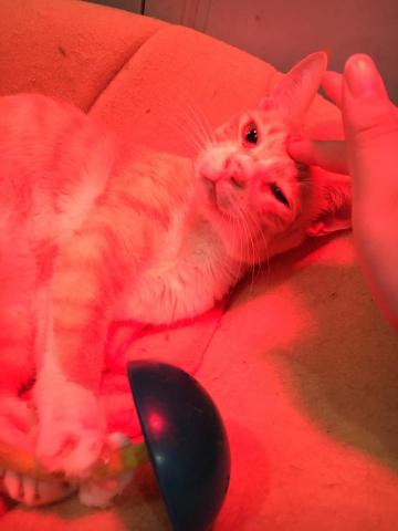 黃品瑄 - 貓咪陪伴