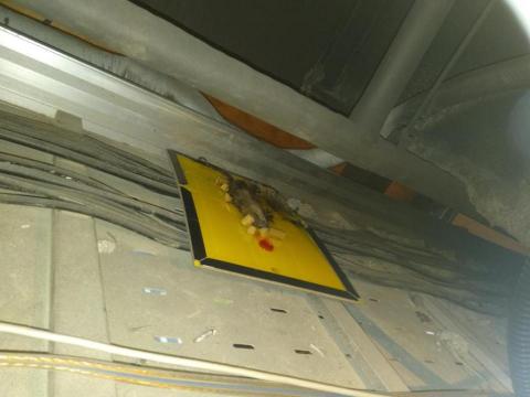 嘉澤滅鼠封堵防治工程 - 鼠屍處理 嘉澤滅鼠封堵防治工程 - 鼠屍處理