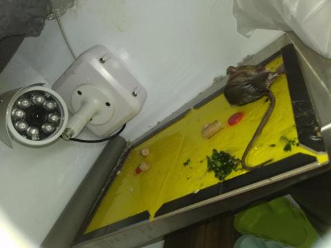 嘉澤滅鼠封堵防治工程 - 死鼠處理 嘉澤滅鼠封堵防治工程 - 死鼠處理