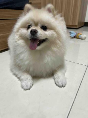 提供應徵服務的專家何品純