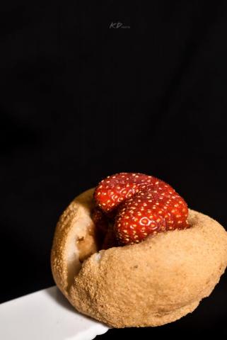 KD photo 攝影/設計 - 商業攝影/草莓麻糬大福