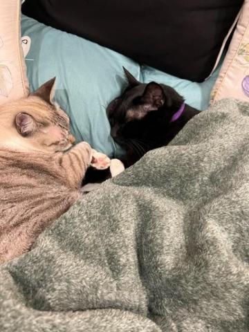 林嬨嬨 - 自家貓