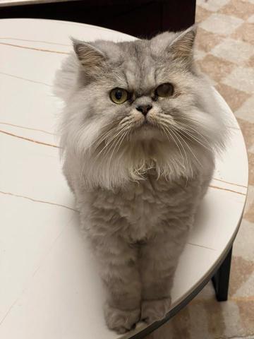 以毛為主工作室 - 