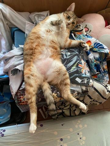 Chen.Ziwei - 我只是 想曬我家的貓?