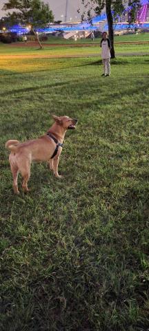 翁淑華 - 帶狗狗在公園玩  我站在一邊的影子,照片被裁切掉