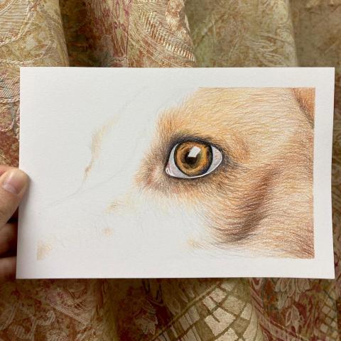 彩果子繪畫 - 輝柏水性色鉛筆｜動物