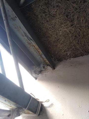 嘉澤滅鼠封堵防治工程 - 老鼠鐵皮屋封堵 嘉澤滅鼠封堵防治工程 - 老鼠鐵皮屋封堵