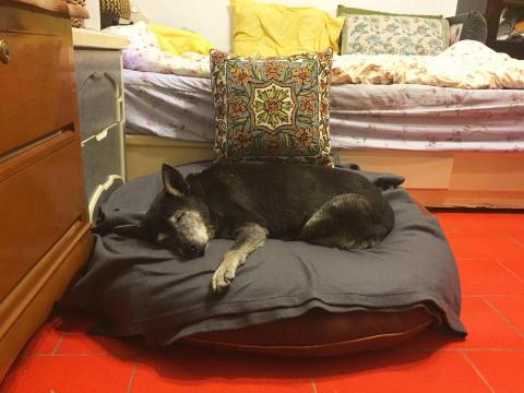 謝富美 - 給寵物安心美好的環境